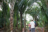 sago-img_7275