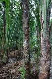 sago-img_7285
