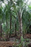 sago-img_7288