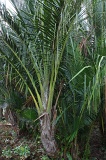 sago-img_7303