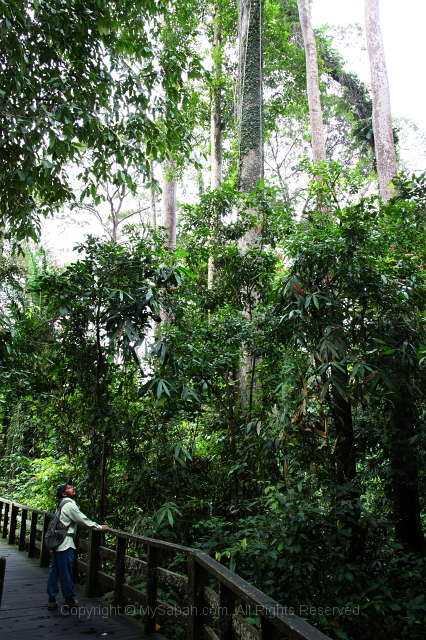 sepilok-mangrove-c_8897.jpg