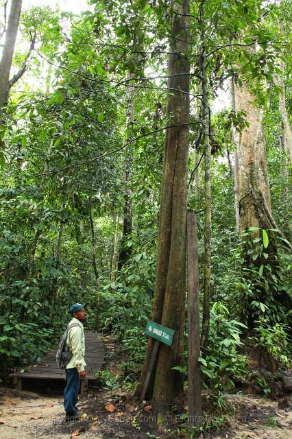 sepilok-mangrove-c_8901.jpg