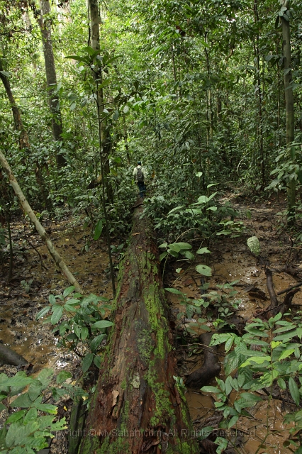 sepilok-mangrove-c_8902.jpg