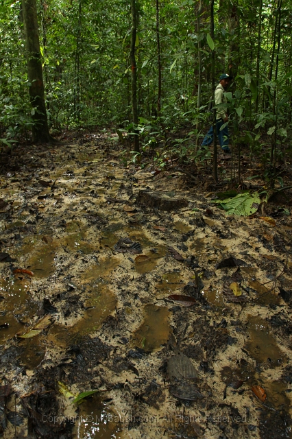 sepilok-mangrove-c_8904.jpg