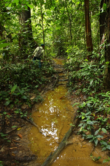 sepilok-mangrove-c_8906.jpg