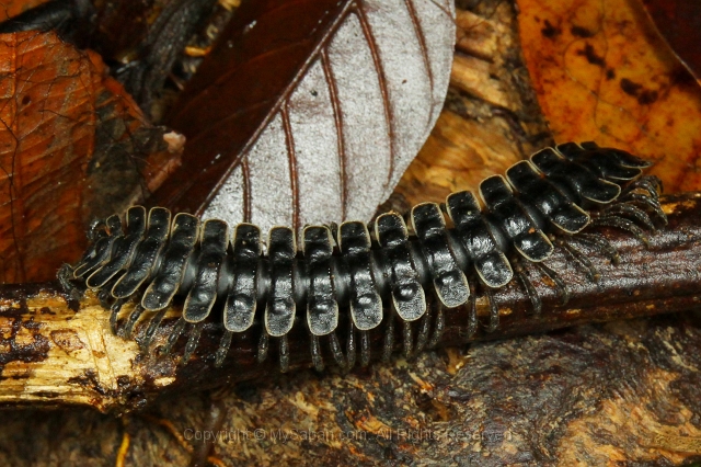 sepilok-mangrove-c_8908.jpg