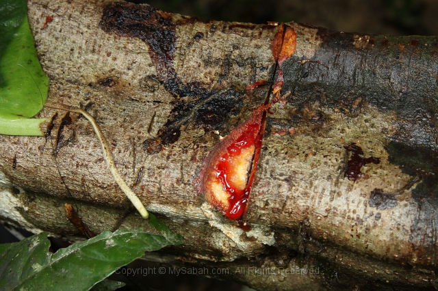 sepilok-mangrove-c_8911.jpg