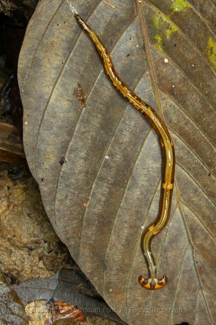 sepilok-mangrove-c_8921.jpg