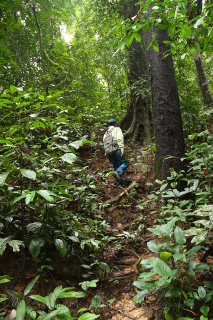 sepilok-mangrove-c_8940.jpg