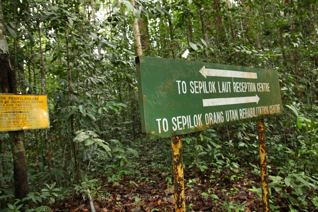 sepilok-mangrove-c_8941.jpg