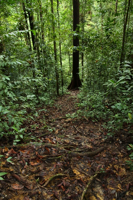 sepilok-mangrove-c_8948.jpg