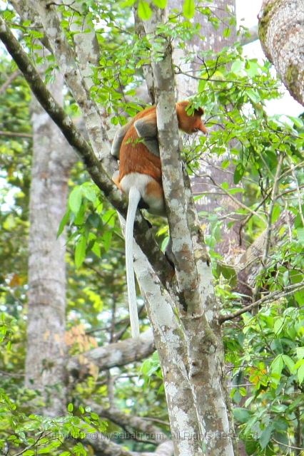 sepilok-mangrove-f_8955.jpg