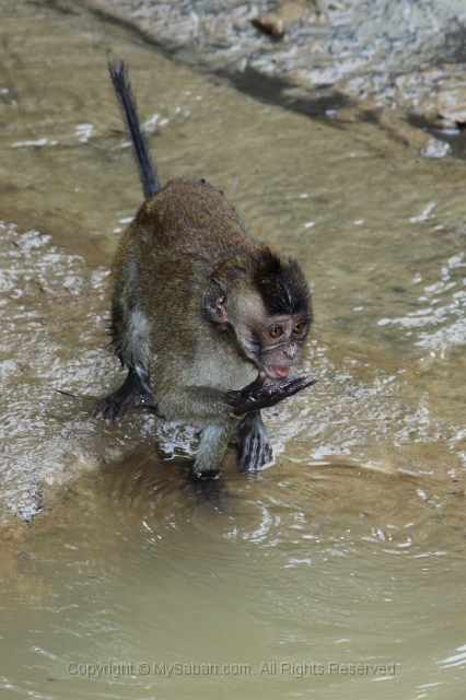 sepilok-mangrove-img_9175.jpg