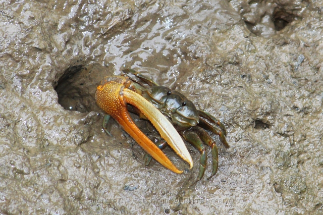 sepilok-mangrove-img_9186.jpg