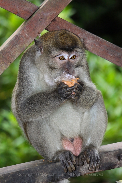 sepilok-mangrove-img_9196.jpg