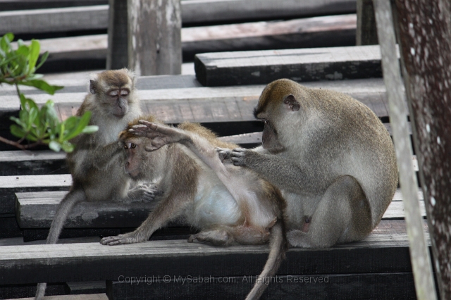 sepilok-mangrove-img_9231.jpg