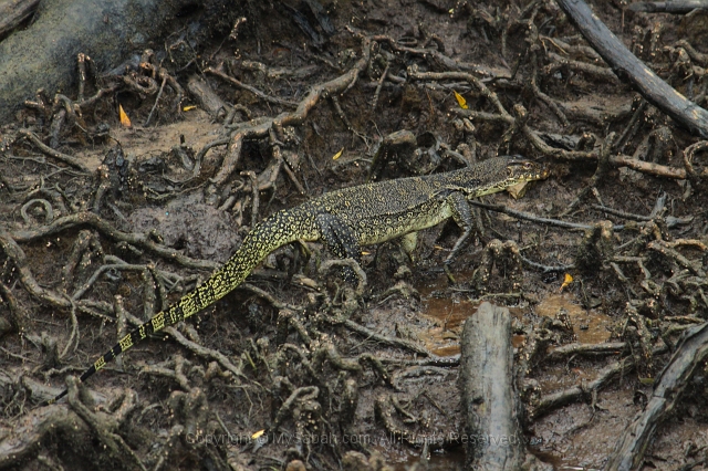 sepilok-mangrove-img_9234.jpg