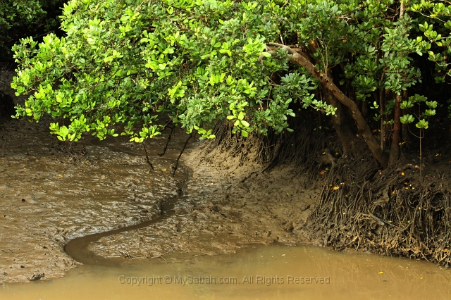 sepilok-mangrove-img_9256.jpg