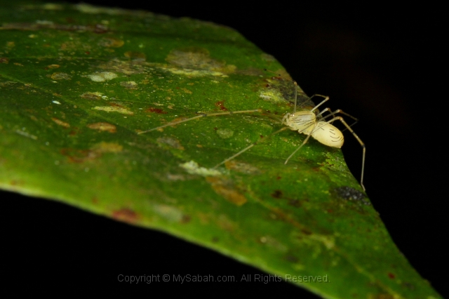 sepilok-mangrove-l_9271.jpg