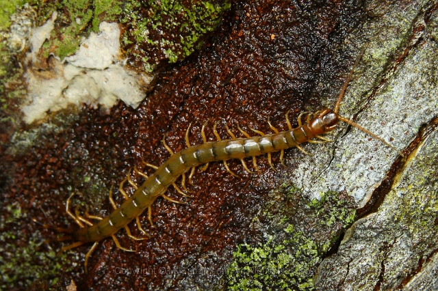 sepilok-mangrove-l_9274.jpg