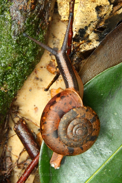 sepilok-mangrove-l_9292.jpg