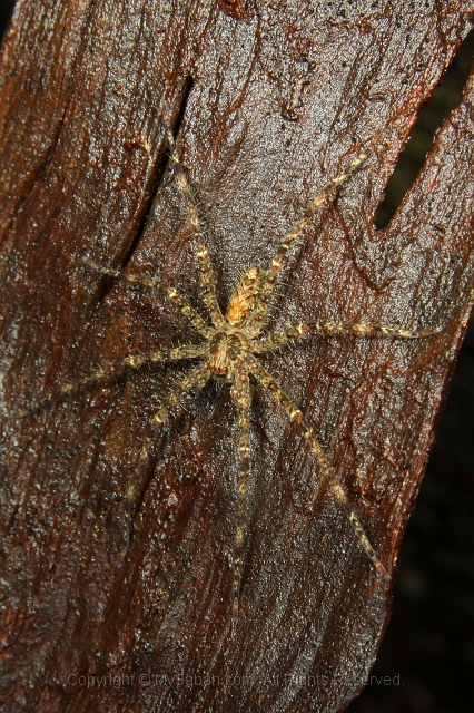 sepilok-mangrove-l_9295.jpg