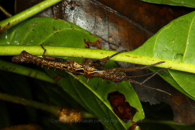 sepilok-mangrove-l_9297.jpg