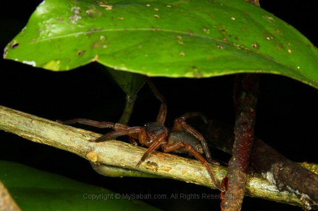 sepilok-mangrove-l_9326.jpg