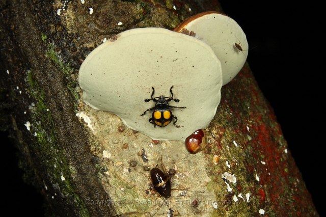 sepilok-mangrove-l_9329.jpg