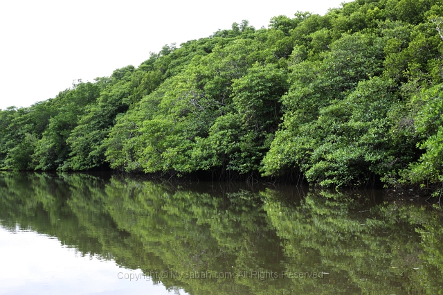 sepilok-mangrove-o_9389.jpg