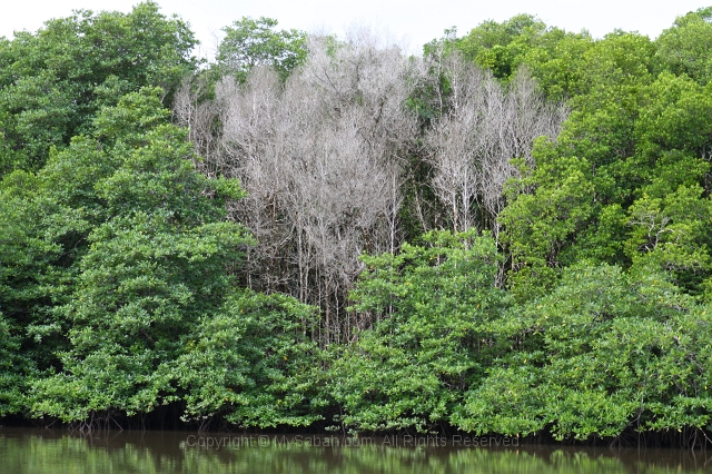 sepilok-mangrove-o_9397.jpg