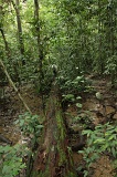 sepilok-mangrove-c_8902