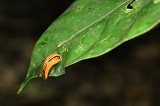 sepilok-mangrove-c_8905