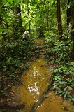 sepilok-mangrove-c_8906
