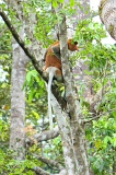 sepilok-mangrove-f_8955