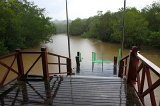 sepilok-mangrove-img_8999