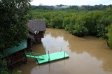 sepilok-mangrove-img_9045