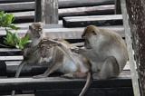 sepilok-mangrove-img_9231