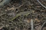 sepilok-mangrove-img_9234