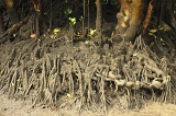 sepilok-mangrove-img_9249
