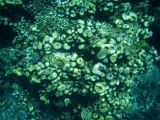 tabawan-p5210109