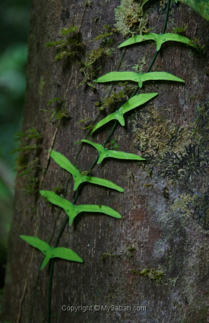 tawau-hills-park-img_6932.jpg