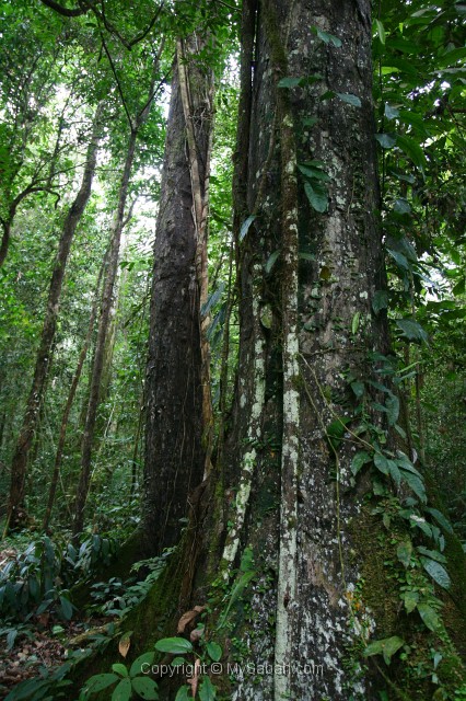 tawau-hills-park-img_6958.jpg