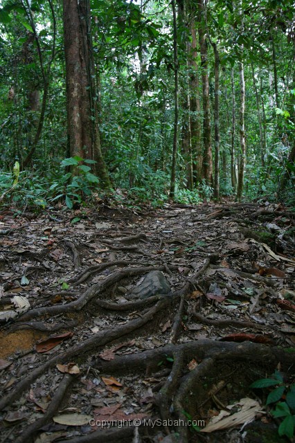 tawau-hills-park-img_7015.jpg