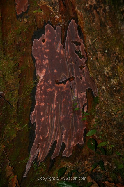 tawau-hills-park-img_7045.jpg