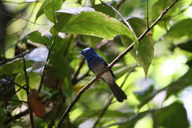 tawau-hills-park-img_7453.jpg