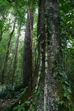 tawau-hills-park-img_6958