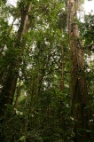 tawau-hills-park-img_6973