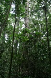 tawau-hills-park-img_6981