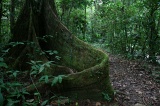 tawau-hills-park-img_6994